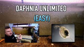 How I Raise Daphnia Water Fleas And You Can Too [upl. by Nnaytsirk50]