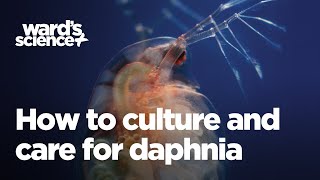 Caring and Culturing for Daphnia [upl. by Ahsaeyt130]