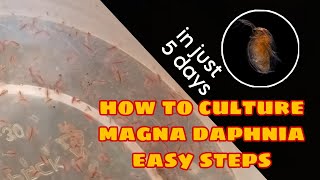 How to Culture Magna Daphnia Easily [upl. by Yetnom]