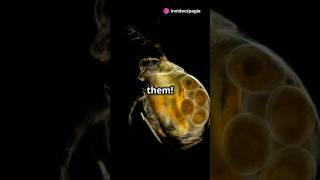 How to culture Daphnia for your Aquarium [upl. by Jaret]