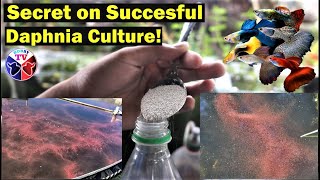 How to Culture Daphnia Successfully [upl. by Anoi]