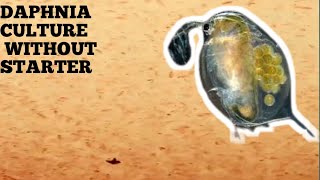 HOW TO CULTURE DAPHNIA NATURALLY WITHOUT A STARTER [upl. by Akeemahs]