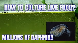 How to Culture Daphnia Secret Method to Breed MILLIONS  Simply Aquatic [upl. by Nahum]