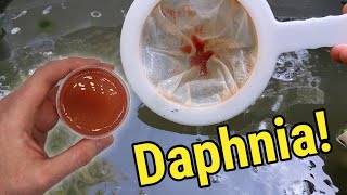 How I Culture Daphnia In Outdoor Tubs [upl. by Iona]