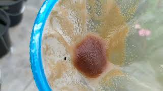 How to culture daphnia moina in a small container Part 1 English Subtitle [upl. by Ahdar]