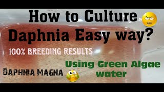 Daphnia MagnaHow to Culture Daphnia Easy wayCulturing Daphnia using Green water Daphnia [upl. by Aihtyc]