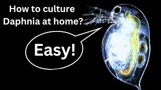 BEST Live Fish Food Beginner guide How to Culture Daphnia at home [upl. by Rellia]