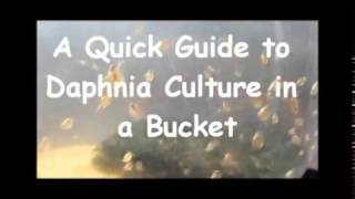 How to culture daphnia outside [upl. by Freeborn596]