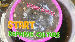 How to culture daphnia moina the easy way 1  Starting the Daphnia culture [upl. by Notsyrb792]