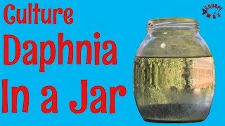 How to Culture Daphnia in a Jar [upl. by Callum]