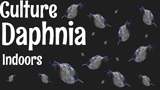 How to Culture Daphnia [upl. by Ginelle]