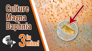 How to culture DAPHNIA MAGNA  The easy way [upl. by Enomor121]