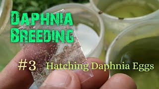 Daphnia Culture made simple and easy 3  Hatching Daphnia eggs [upl. by Dwinnell299]