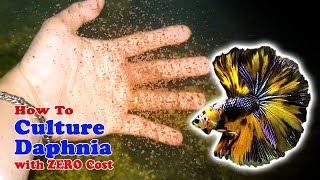 How to Culture Daphnia with ZERO Cost  Unlimited Live Food For Our Fish [upl. by Colley]