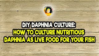 DIY Daphnia Culture How to Culture Nutritious Daphnia as Live Food for Your Fish [upl. by Olleina778]