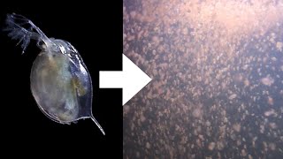 How I Culture Daphnia [upl. by Brause441]