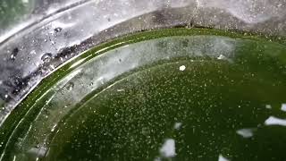 DAPHNIA MOINA CULTURE IN A SMALL BUCKET [upl. by Ecire]