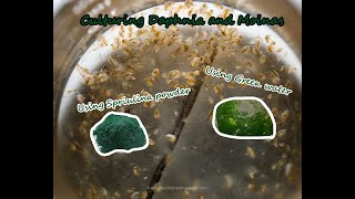 How To Culture Daphnia and Moinas using Green Water Spirulina powder [upl. by Ater]