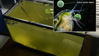 Raising Daphnia for the Freshwater Aquarium [upl. by Lucias]