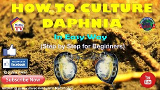 HOW TO CULTURE DAPHNIA In Easy Way [upl. by Thom]